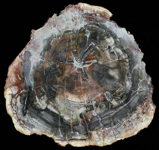 Triassic Petrified Wood Round - Madagascar #58821